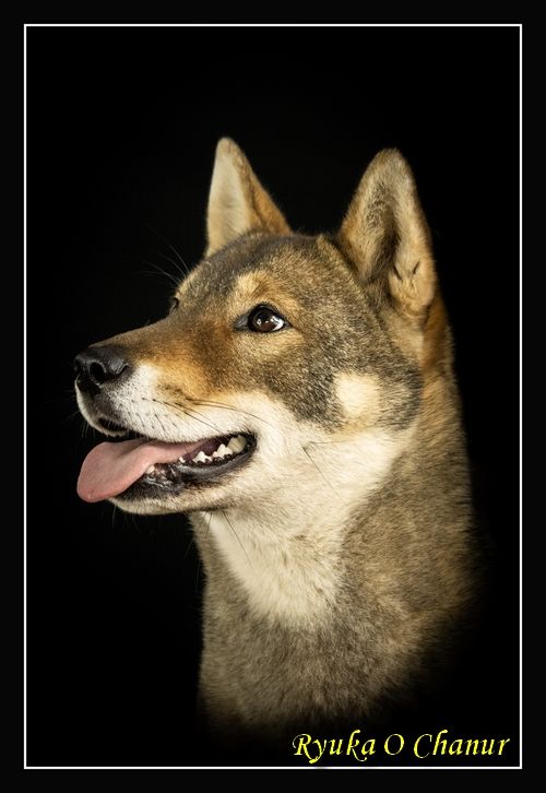 Ryuka O chanur