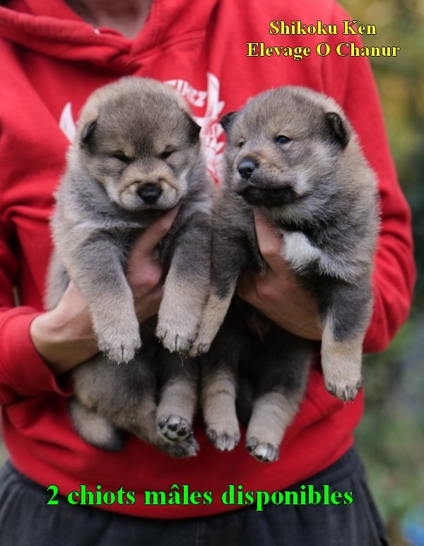 2 CHIOTS MALES SHIKOKU KEN sésames noirs sont DISPONIBLES