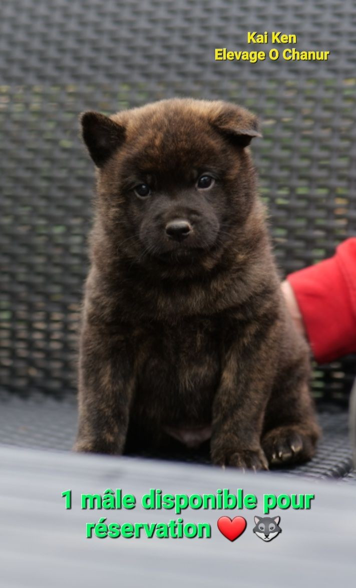 1 Chiot Kai Ken LOF a réserver !