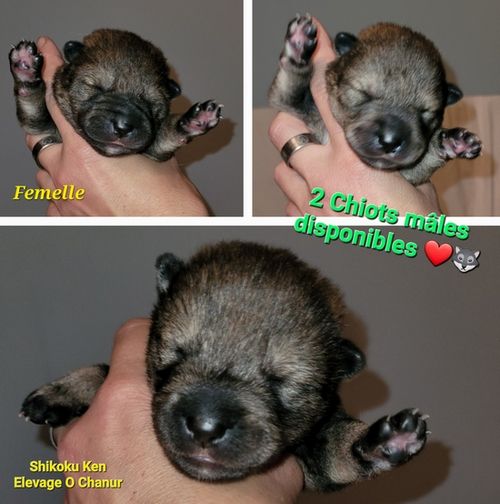 2 CHIOTS MALES SHIKOKU KEN sésames noirs sont DISPONIBLES