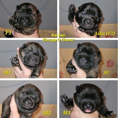 1 Chiot Kai Ken LOF a réserver ! 