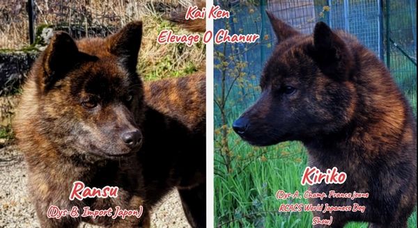 O chanur - Chiots kai Ken! 