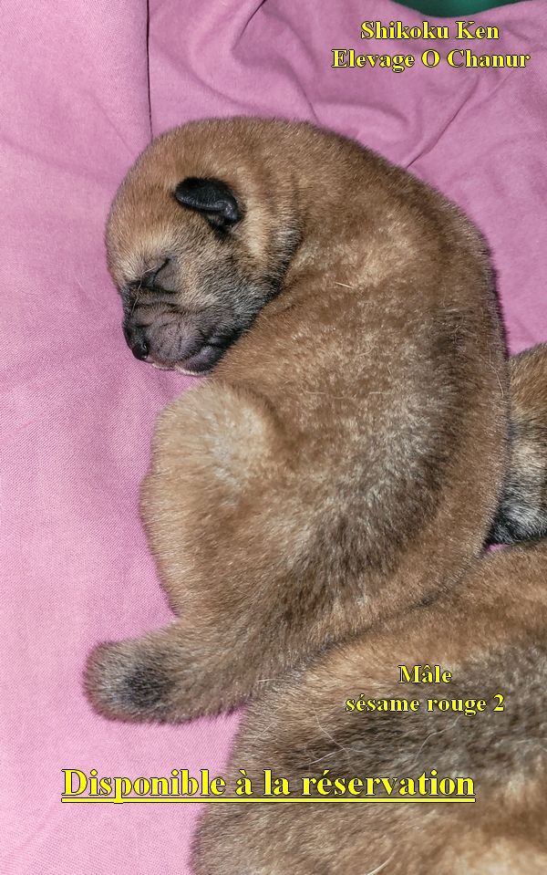 CHIOTS Shikoku Ken DISPONIBLES !