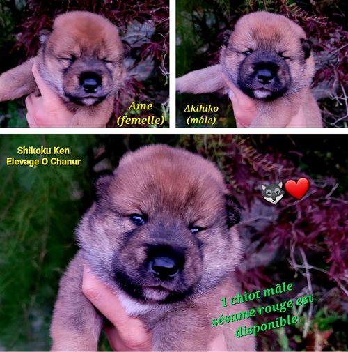 1 CHIOT MALE SHIKOKU KEN sésame rouge est DISPONIBLE A LA RESERVATION