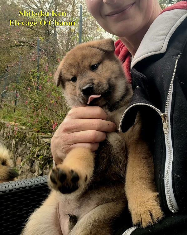 O chanur - Chiots disponibles - Shikoku