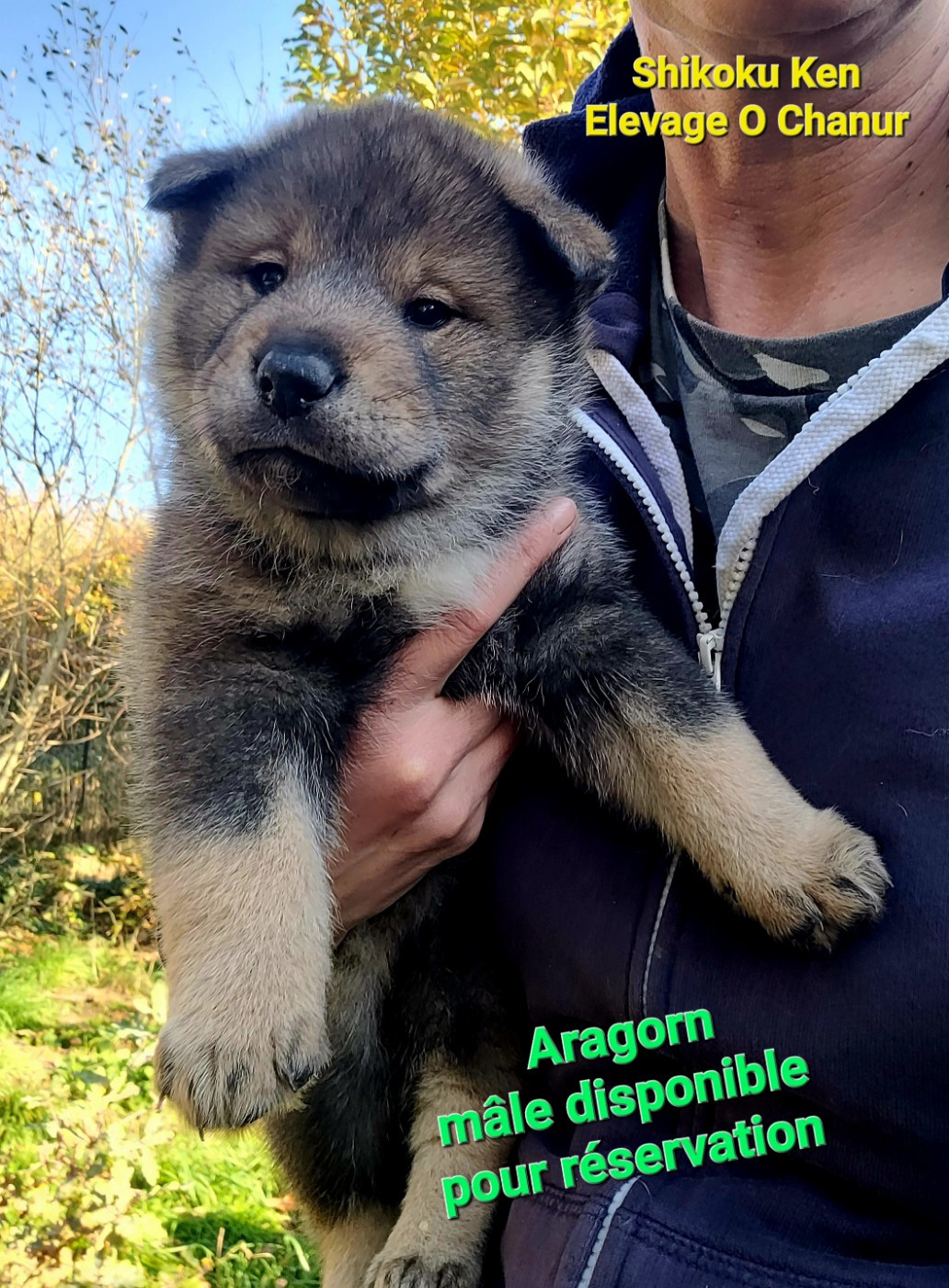 O chanur - Chiots disponibles - Shikoku